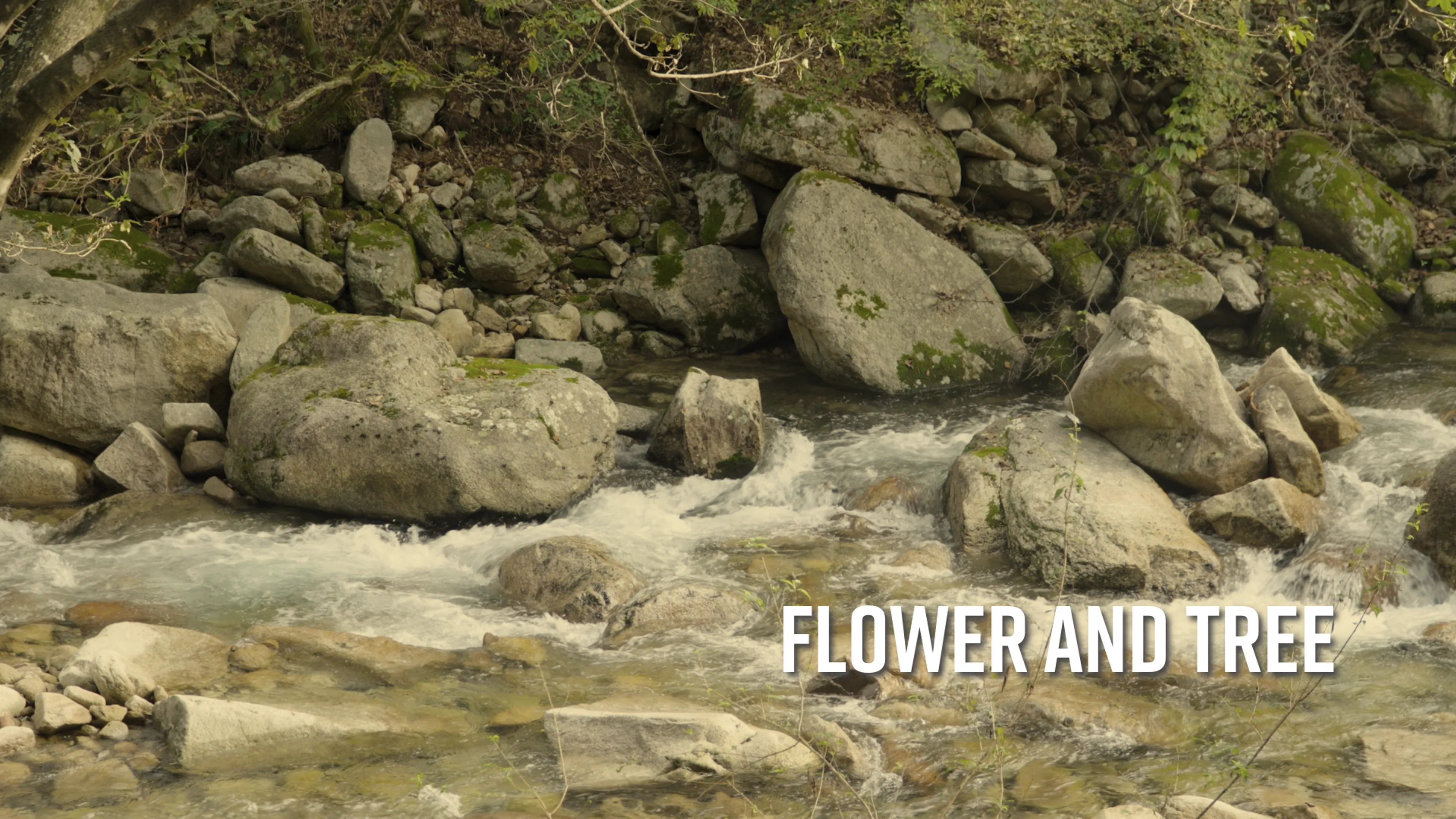 Flower and Tree poster